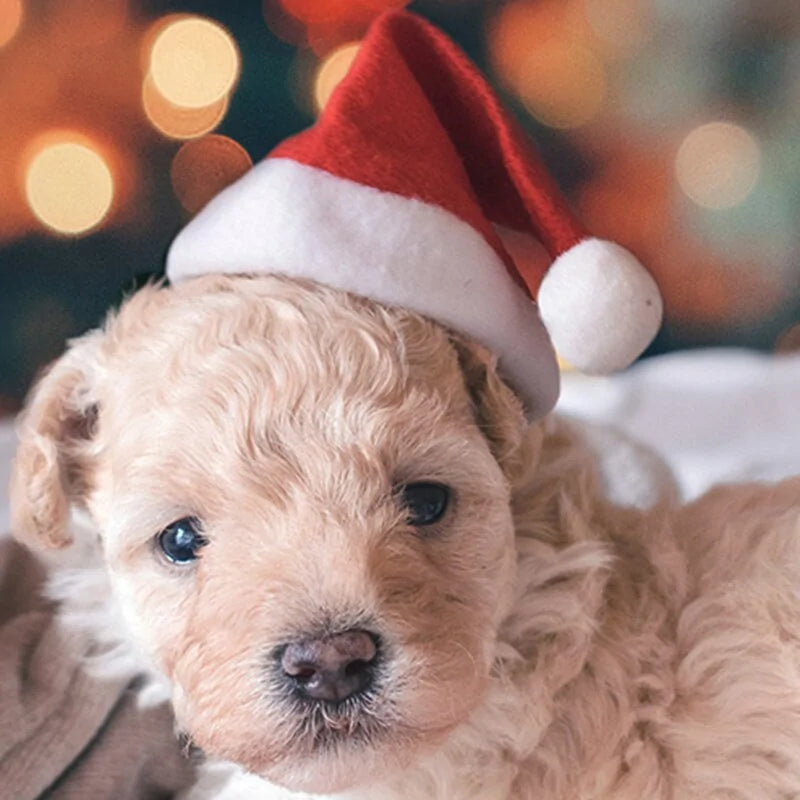 Pet Santa Hat