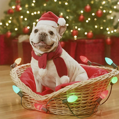 Pet Santa Hat